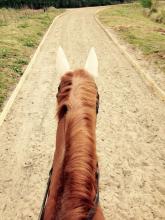 Close-up-of-horse-on-sand-track