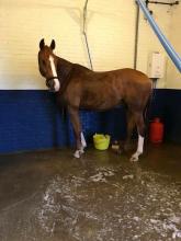 Horse-in-stable-after-wash